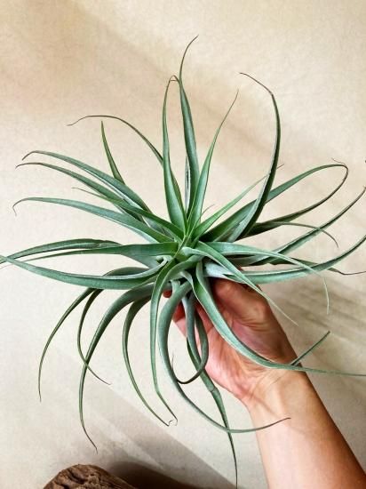 【SW6様】チランジア　カクティコラ チランジア・カクティコラ Tillandsia cacticola 育て方 図鑑