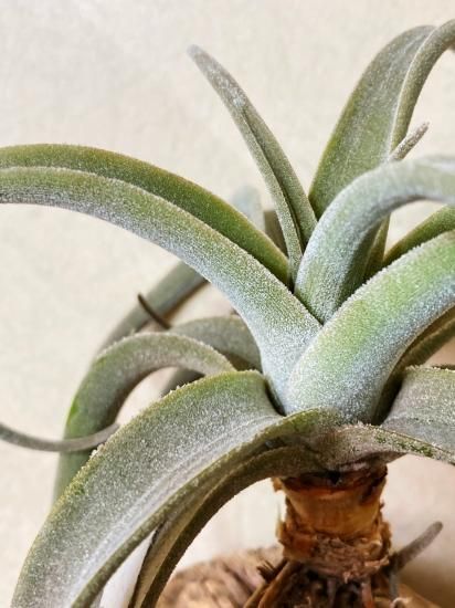 現品】チランジア・ラティフォリア・レウコフィラ T. latifolia