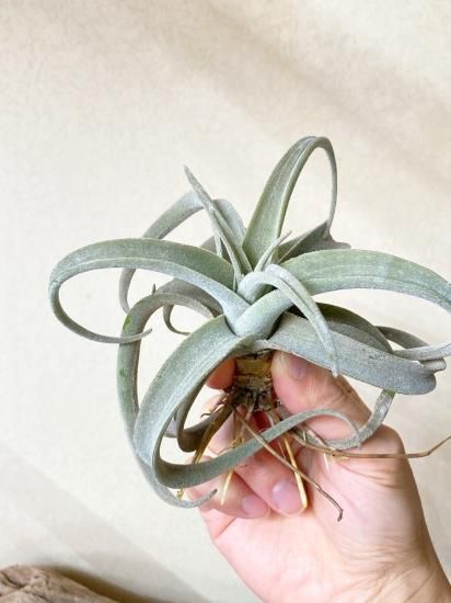 現品】チランジア・ラティフォリア・レウコフィラ T. latifolia var