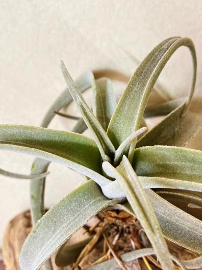 現品】チランジア・ラティフォリア・レウコフィラ T. latifolia