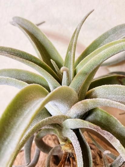 現品】チランジア・ラティフォリア・レウコフィラ T. latifolia