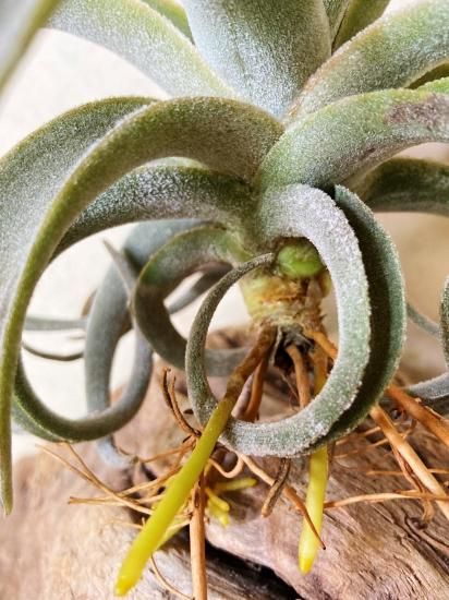 現品】チランジア・ラティフォリア・レウコフィラ T. latifolia