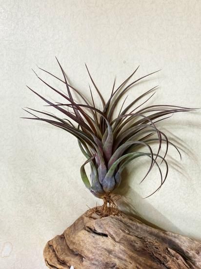 現品】チランジア・ラブノット T. Love Knot (T. capitata Red x