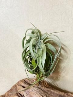 Y.Z - Frontier Plants ONLINE STORE フロンティアプランツ