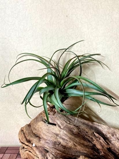 現品】チランジア・アブディダ・レッドフォーム T.abdita 'Red Form