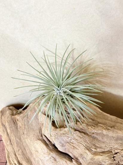 (レア)チランジア　アトロビオラセア　(DP) レア)チランジア アトロビオラセア (DP) 現品】チランジア