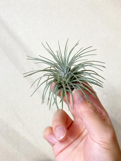 現品】チランジア・アトロヴィリディペタラ T. atroviridipetala