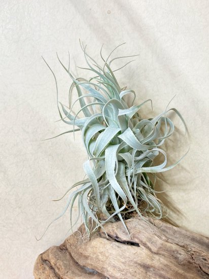【現品】チランジア・チャペウエンシス・チュリフォルミス　T. chapeuensis var. turriformis - Frontier  Plants ONLINE STORE　フロンティアプランツ オンラインストア
