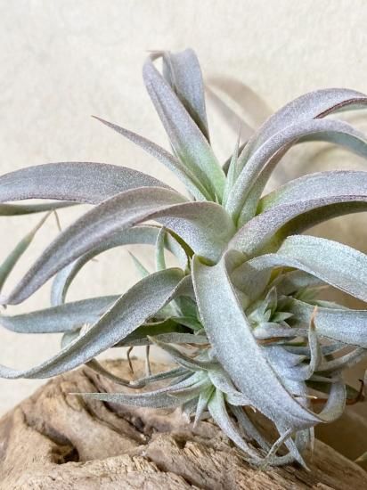 チランジア・チアペンシス T. chiapensis - Frontier Plants ONLINE