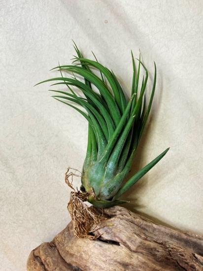 SY様専用】チランジア イオナンタ5種セット （Frontier Plants