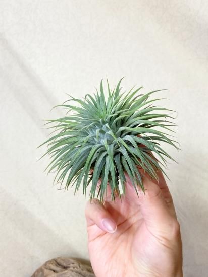 Tillandsia Ionantha Snow Ball 速達発送 イオナンタ スノーボール 02号 | air-plants TENGU-DO