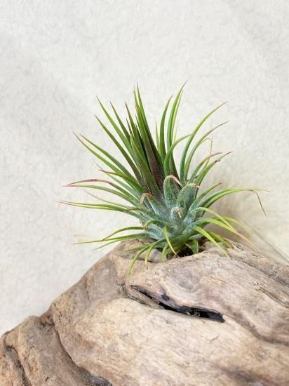 現品】チランジア・イオナンタ・トーテムポール T. ionantha