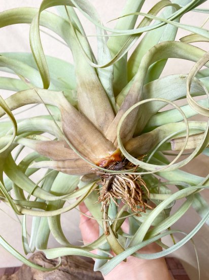 現品】チランジア・ベストインクラス T. Best In Class (T. xerographica X T. rothii) - Frontier  Plants ONLINE STORE フロンティアプランツ オンラインストア