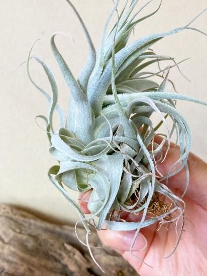 チランジア　チャぺウエンシス　Tillandsia chapeuensis maxresdefault.jpg
