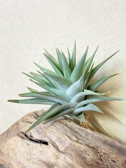 Frontier Plants】【現品】チランジア・ディディスティカ T