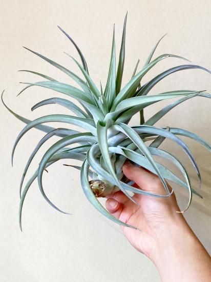 現品】チランジア・ハリシー×キセログラフィカ T. harrisii x