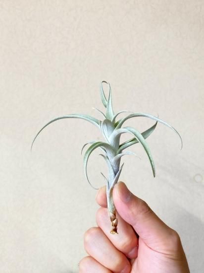 チランジア・ロゼオスカパ T. roseoscapa - Frontier Plants