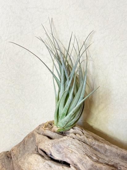 ストリクタ ピニフォルミス | Tillandsia Farm ® Air plants Sale！