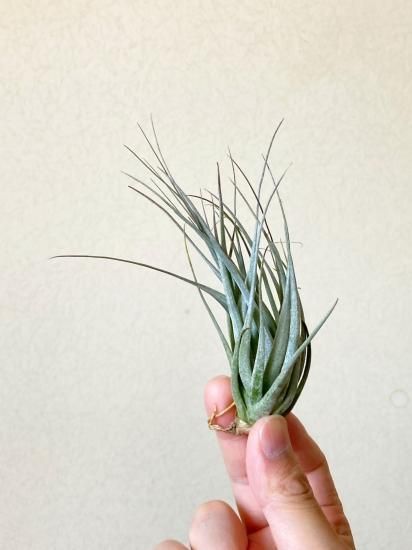 stricta var. piniformis〔エアプランツ〕T5261 stricta var. piniformis〔エアプランツ〕T5261 【送料無料