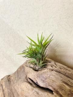 ティランジア・トメキー CATEGORY エアプランツ（チランジア）A～E | 常葉植物園 Tokiwa