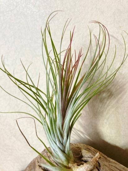 チランジア ケゲリアナ x ロシー 子株つき 【公式通販】