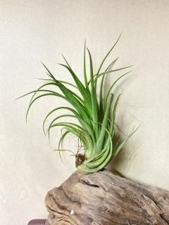 D.E.F - Frontier Plants ONLINE STORE フロンティアプランツ