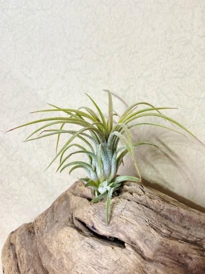現品 開花株】チランジア・イオナンタ・プレデター T. ionantha