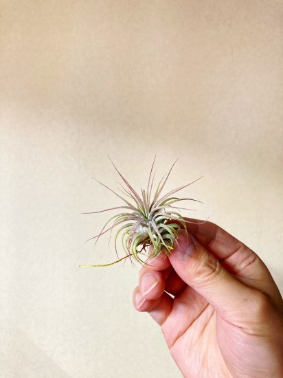 チランジア・イオナンタ・ロン　T. ionantha Ron - Frontier Plants ONLINE STORE　フロンティアプランツ  オンラインストア