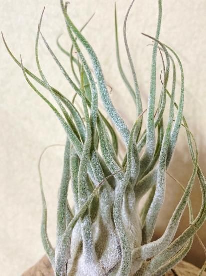 現品】チランジア・タイ（ティー） T. Ty(T. ehlersiana X T. bulbosa