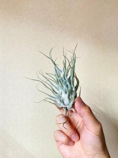 現品】チランジア・タイ（ティー） T. Ty(T. ehlersiana X T