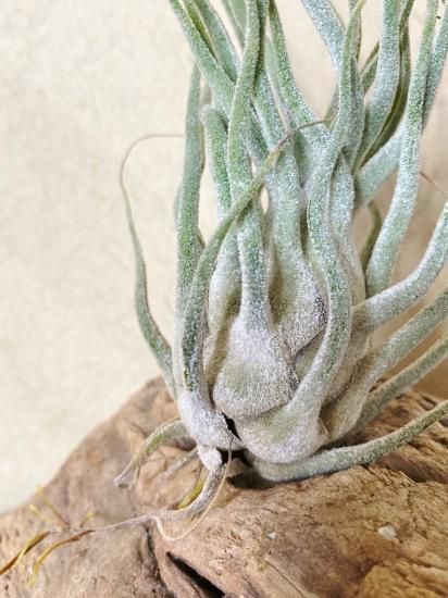 チランジア　タイ　Tillandsia Ty チランジア・タイ（ティー） Tillandsia Ty (T. ehlersiana X T