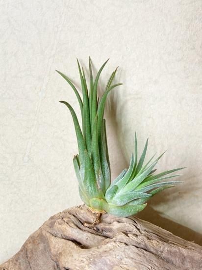 現品】チランジア・イオナンタ・レッドフレーム T. ionantha Red