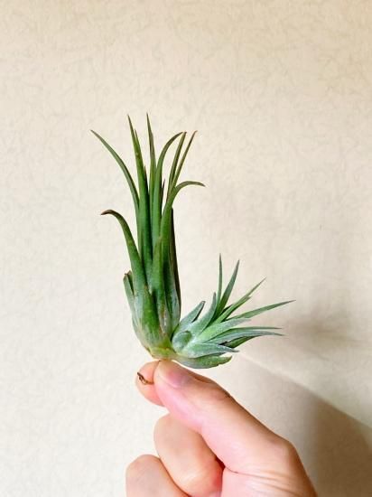 現品】チランジア・イオナンタ・レッドフレーム T. ionantha Red 現品】チランジア・イオナンタ・レッドフレーム T. ionantha Red