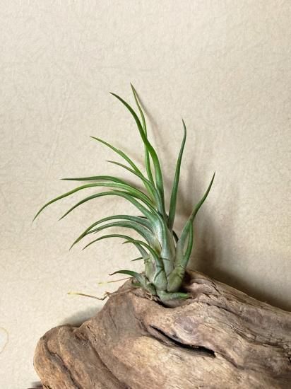 現品】チランジア・ジョエル T. Joel (T. bulbosa X T. ionantha)【A