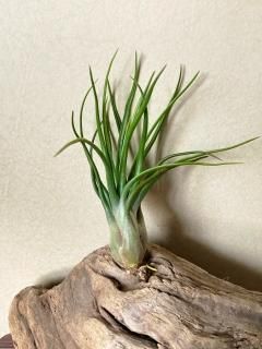 緑葉種 - Frontier Plants ONLINE STORE フロンティアプランツ