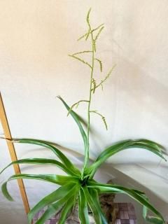 タンク系チランジア - Frontier Plants ONLINE STORE
