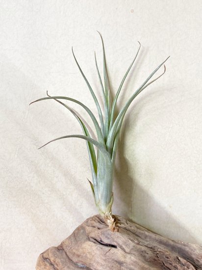 【現品】チランジア・アルビチ T. Albichi (T. albida X T. chiapensis) - Frontier Plants  ONLINE STORE　フロンティアプランツ オンラインストア