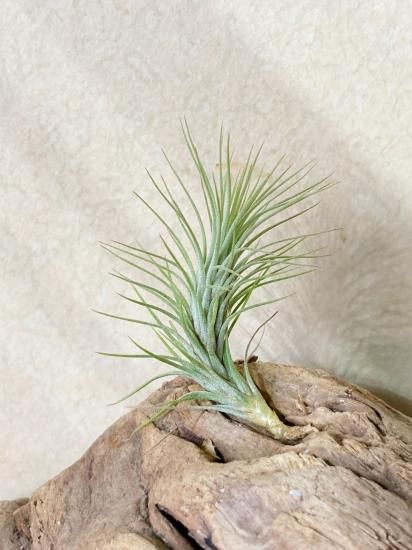 チランジア・フンキアナ・ハーブヒル T. funckiana Herb Hill