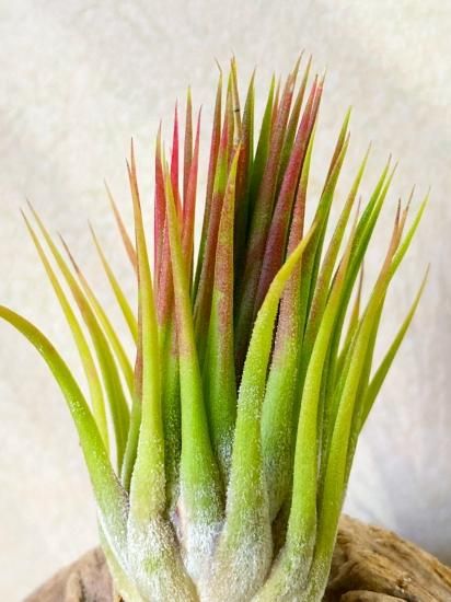 チランジア・イオナンタ・グアテマラハードリーフ T. ionantha