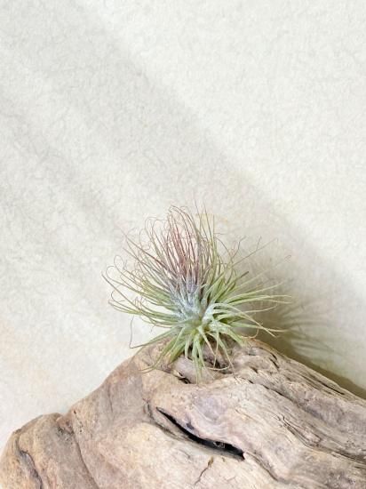 チランジア・イオナンタ・ストリクタ T. ionantha var. stricta チランジア・イオナンタ・ストリクタ T. ionantha var. stricta