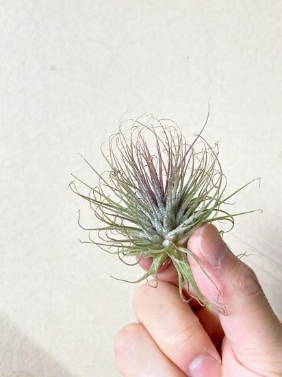 【まぁ様確認用】　イオナンタ ストリクタ イオナンタ ストリクタ 08号 | air-plants TENGU-DO