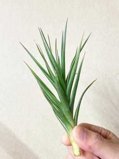 tkshrjk 　チランジア ミスティックシリーズ6点セット 現品】【花芽付き】チランジア・ミスティックマジック T. Mystic Magic