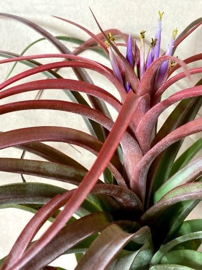 現品 開花株 SALE】チランジア・マイスウィートローズ T. My Sweet