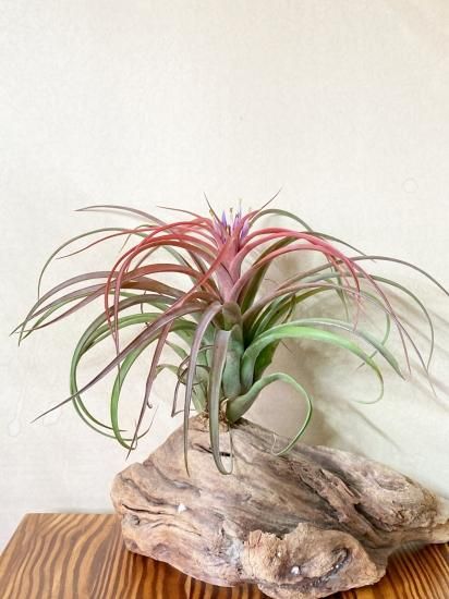 現品 開花株 SALE】チランジア・マイスウィートローズ T. My Sweet