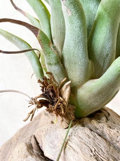 現品 開花株 SALE】チランジア・マイスウィートローズ T. My Sweet