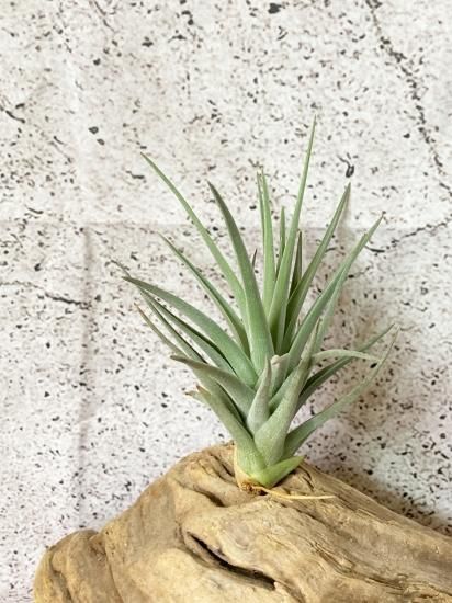 チランジア・ベルメホエンシス T. bermejoensis - Frontier Plants