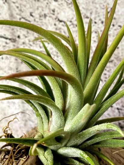 現品】チランジア・イオナンタ・ヘッジホッグ T. ionantha 現品】チランジア・イオナンタ・ヘッジホッグ T. ionantha