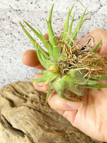 現品】チランジア・イオナンタ・ヘッジホッグ T. ionantha 現品】チランジア・イオナンタ・ヘッジホッグ T. ionantha