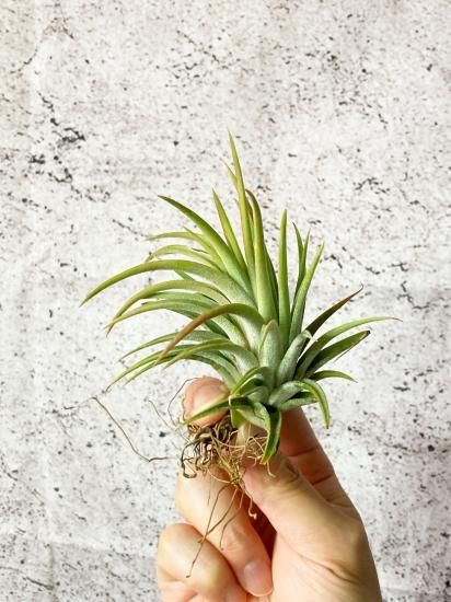Tillandsia Hedgehog 速達発送 最新最全の Tillandsia NURSERY SPECIES – ブロメリア・エアー