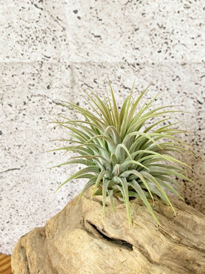 【現品】チランジア・イオナンタ・スノーボール T. ionantha Snowball - Frontier Plants ONLINE STORE　 フロンティアプランツ オンラインストア